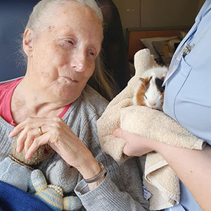 Meeting guinea pigs at Stanton Court